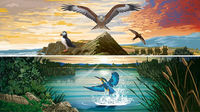 Illustration spotlights key bird species