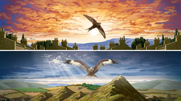 An illustration shines a light on key bird species
