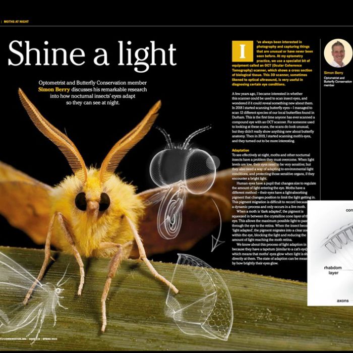 Shining a Light on Moth Vision