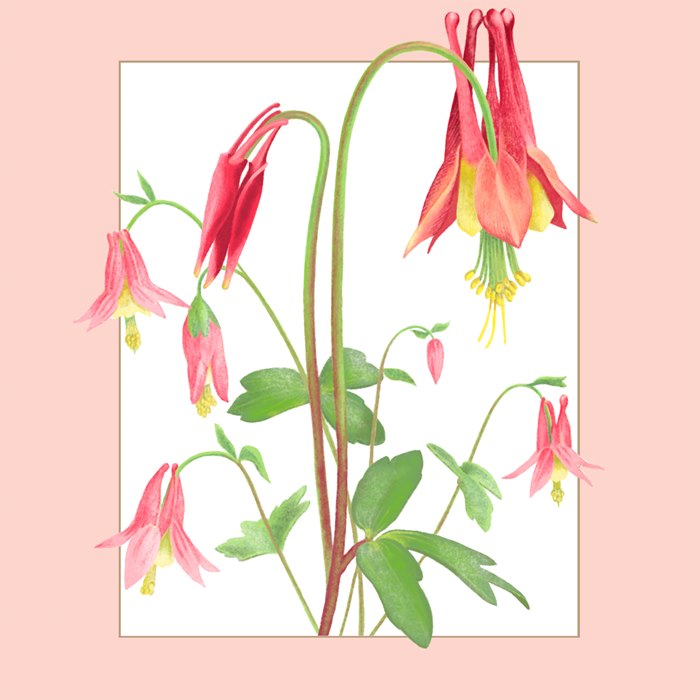 Delicate red and yellow columbine flower painting