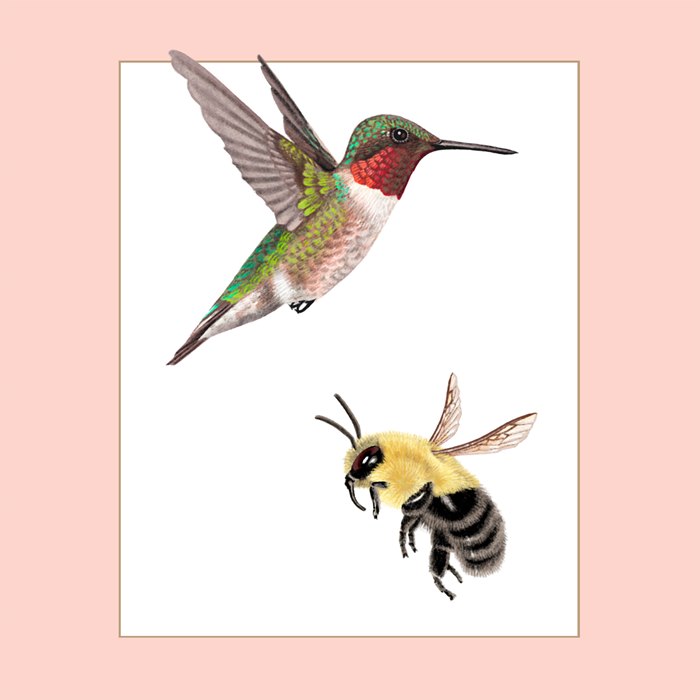 Hummingbird and bee pollinator artwork