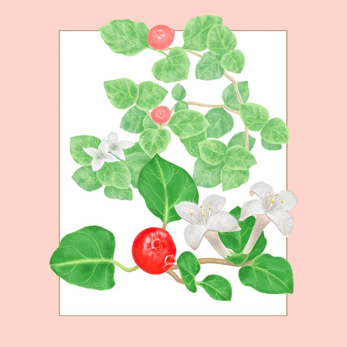 North Carolina plants to life on the page