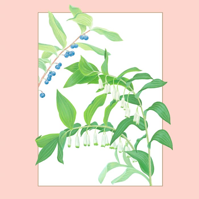 Botanical painting of Solomon's Seal flower