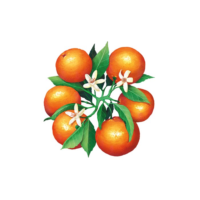 Label design for Sainsbury’s 2025 panettone range