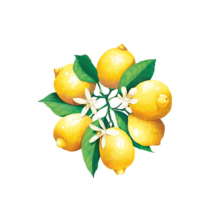 Citrus lemons with leaves and white blossoms