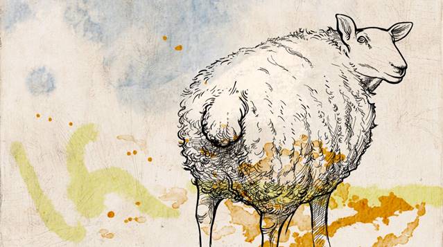 Black sheep drawing by Kathryn Rathke